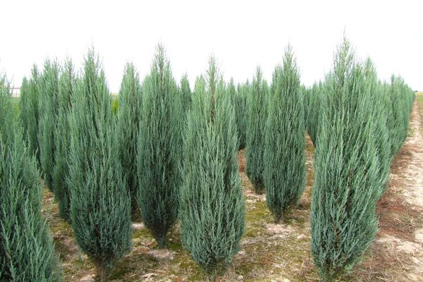 rocky juniper in landscape