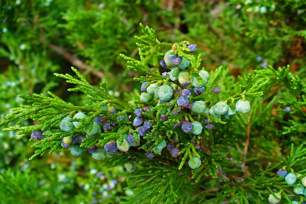 Larawan ng Juniper Cossack