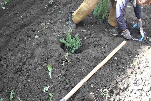 mabato juniper sa disenyo