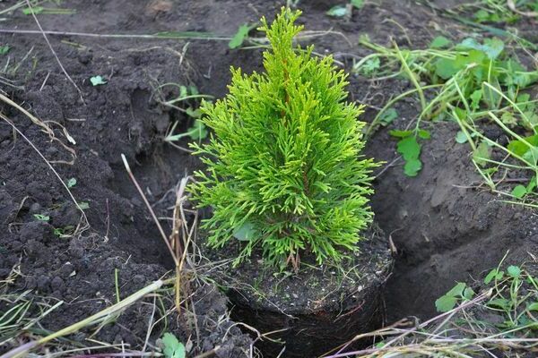 rocky juniper in landscape design