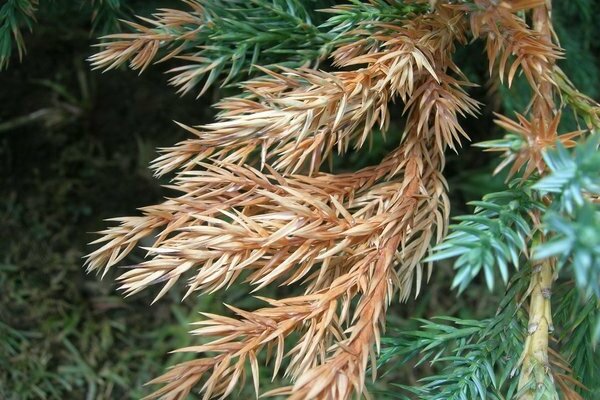 rocky juniper planting and care