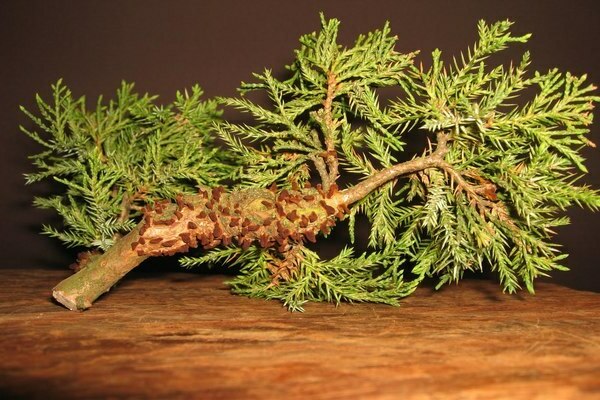 mabato juniper