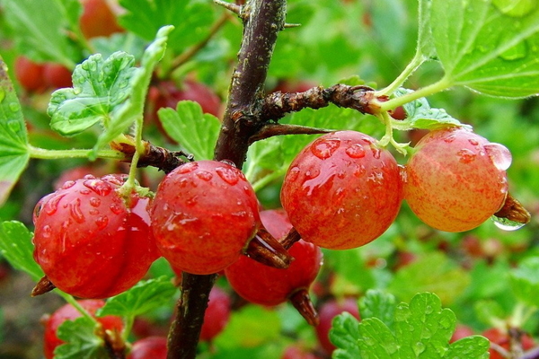 rote Stachelbeere