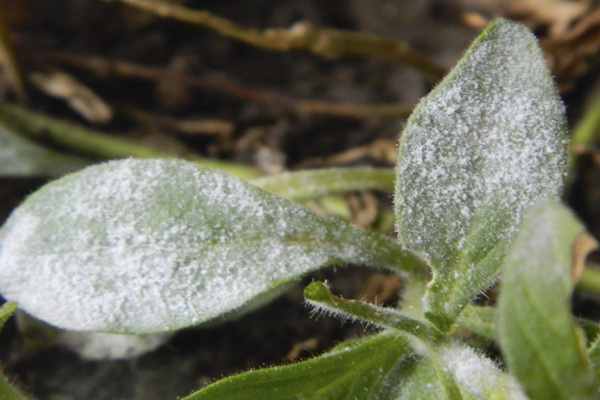 powdery mildew on petunia