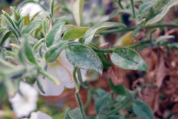 powdery mildew on petunia