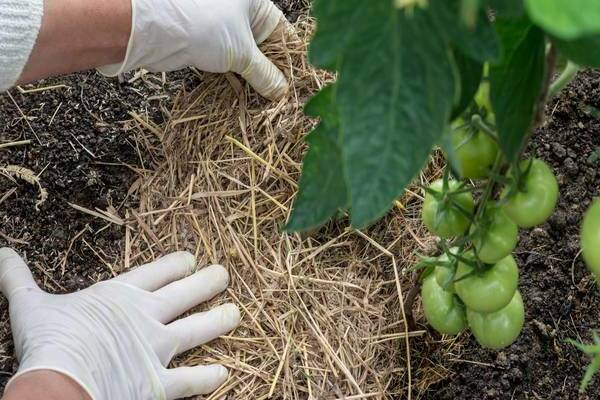 mulching tomatoes with grass