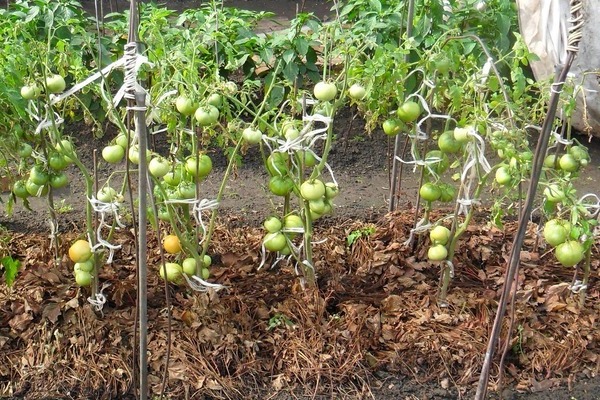 Tomaten im Gewächshaus mulchen