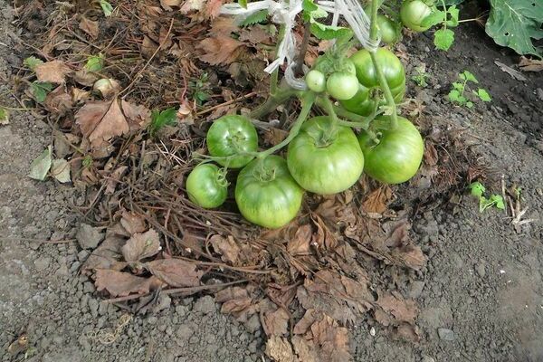 pagmamalts ng mga kamatis sa isang greenhouse na may pinutol na damo