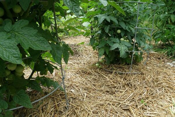 tomaten mulchen gras schneiden