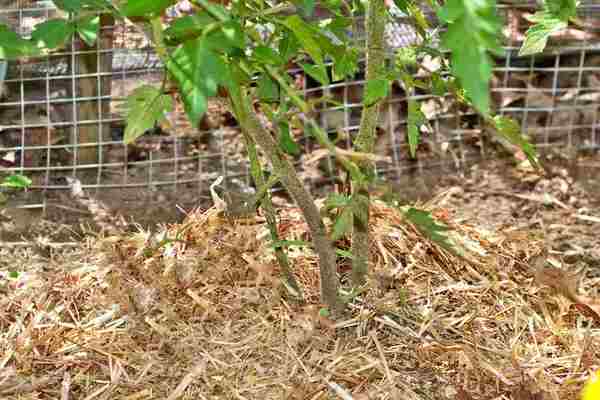 mulching tomatoes with sawdust