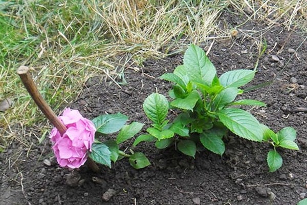 hydrangeas + sa pangangalaga sa Urals + at pagtatanim