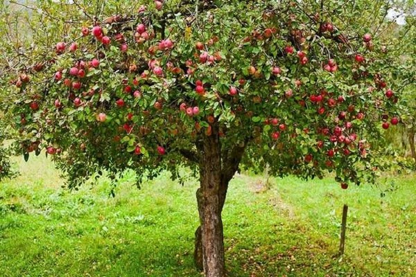 rosa gießender apfelbaum bewertungen