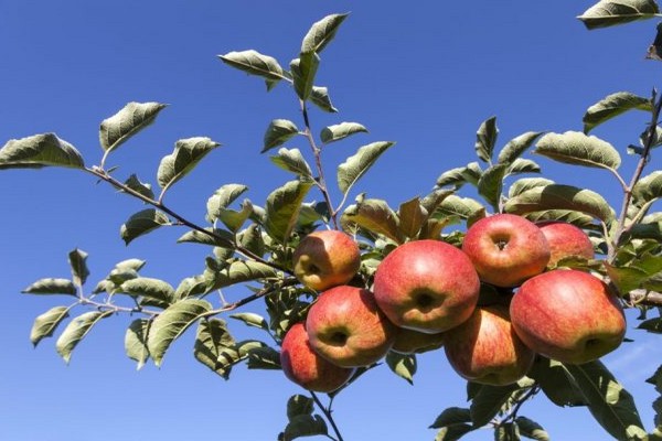 Apple tree