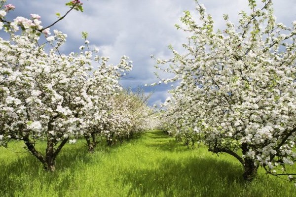 pink pouring apple tree description