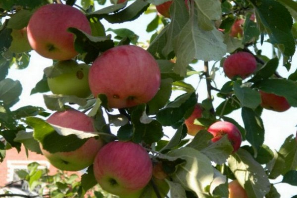 pink pouring apple tree photo