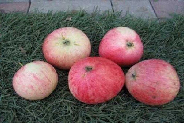 Apfelbaum rosa Gießen Beschreibung Foto