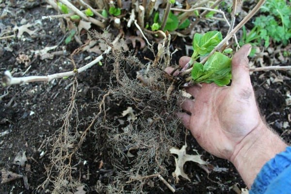 clematis planting + and care + in the open field