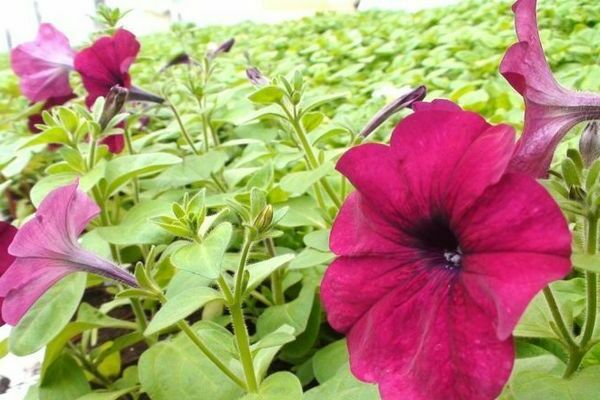 pourquoi le pétunia ne fleurit-il pas