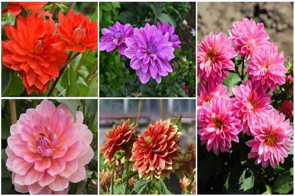 mga dahlias variety + na may larawan