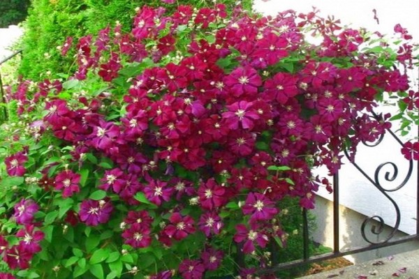 clematis niobe variety