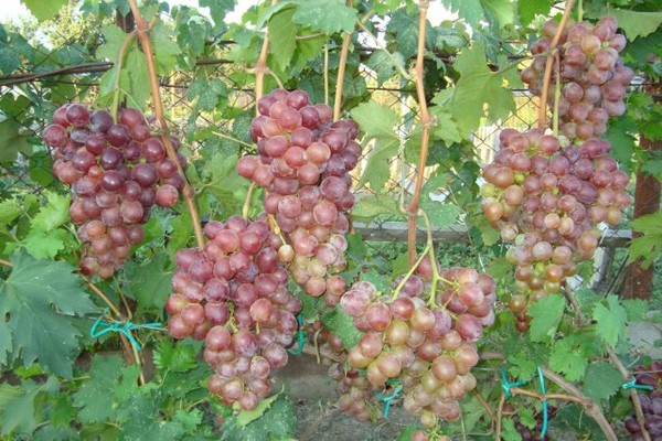 larawan ng lowland grapes