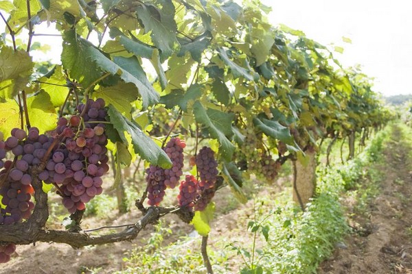 paglalarawan ng lowland grapes