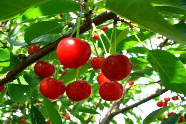 variétés de cerises