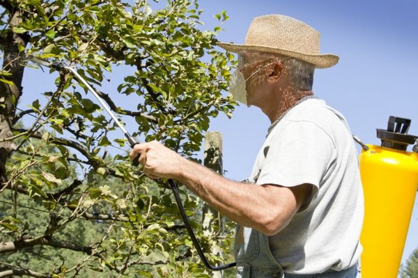 apple processing + from diseases