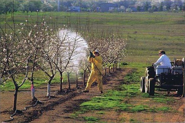 apple processing in autumn