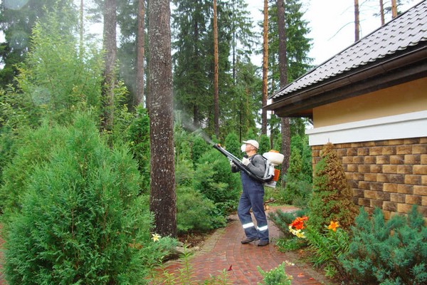 Krankheiten + und Schädlinge von Thuja