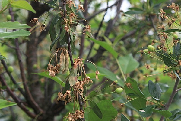 traitement des cerises en automne