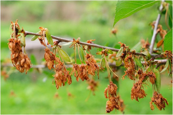 traitement des cerises + contre les maladies