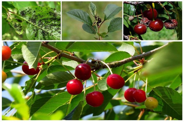 traitement post-récolte des cerises