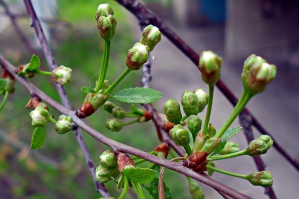 traitement des cerises + des parasites