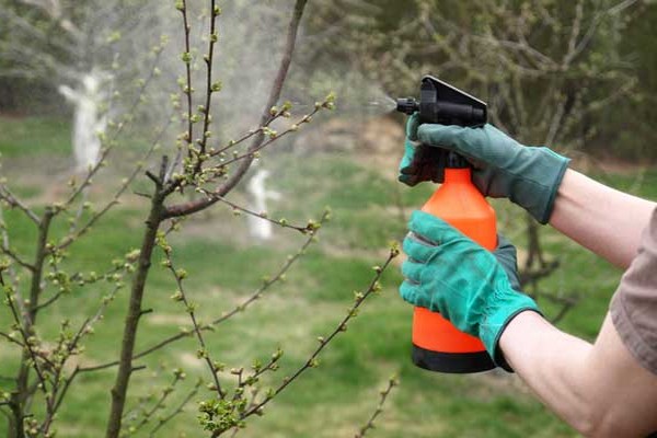 processing apple trees in summer