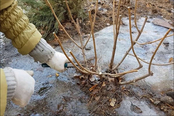 hydrangea pruning