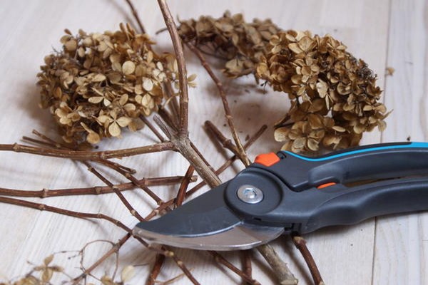 pruning hydrangea paniculata