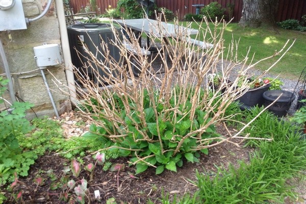 hydrangea pruning