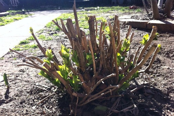 pruning hydrangea in autumn