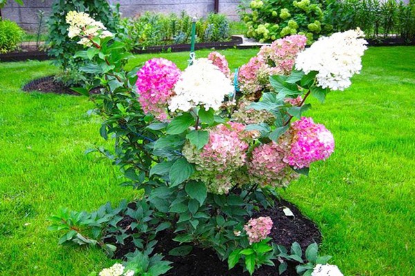 hydrangea care pruning