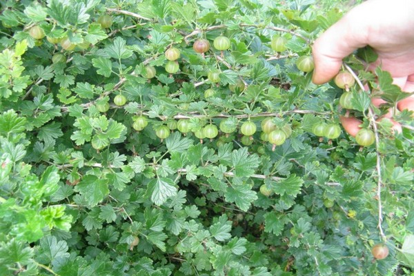 correct gooseberry pruning