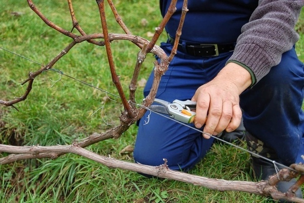 summer grape pruning