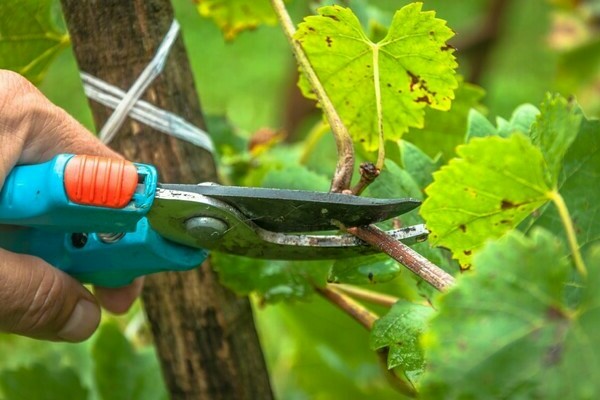 Trauben im Sommer Schritt für Schritt beschneiden