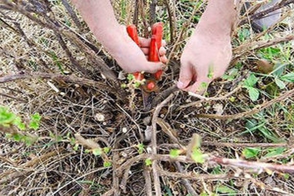 pruning gooseberries in autumn