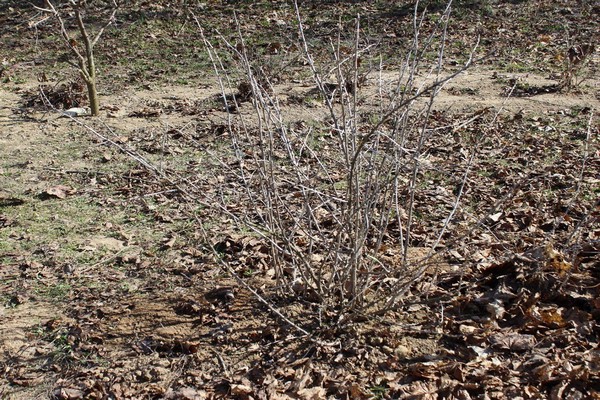 pruning gooseberries in summer