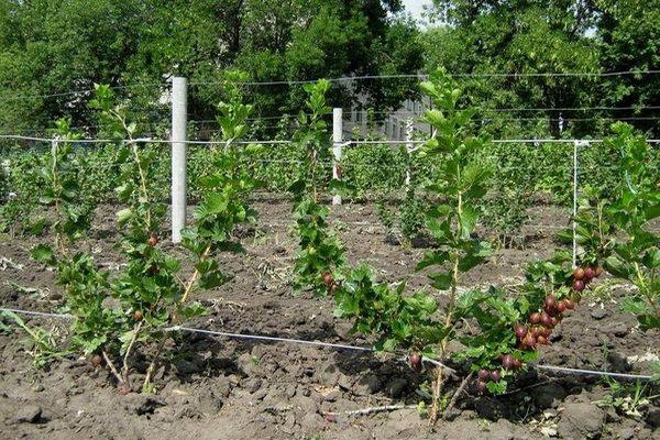 gooseberry pruning