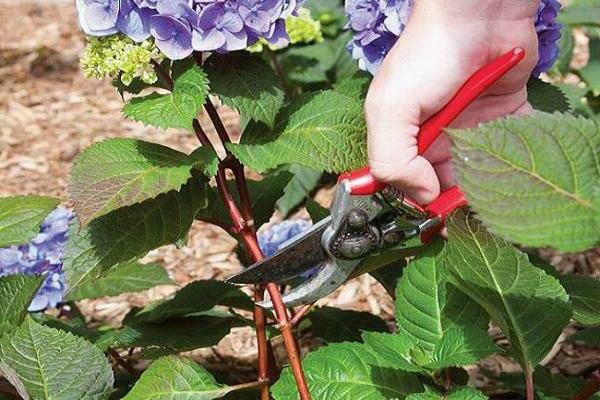 pruning hydrangea