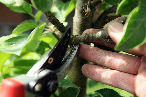 wie man einen säulenförmigen Apfelbaum beschneidet