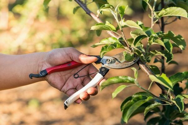 wie man einen säulenförmigen Apfelbaum beschneidet