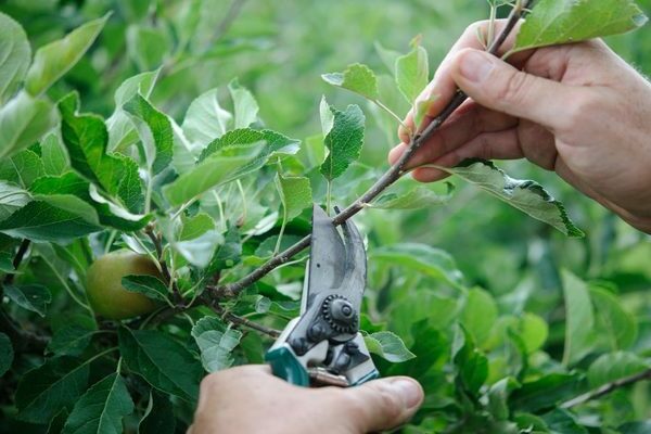 wie man einen säulenförmigen Apfelbaum beschneidet